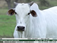 Lote 22