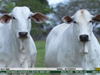 Lote ASP 1003