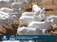 Lote 03C