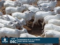 Lote 04C