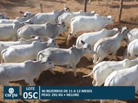 Lote 05C