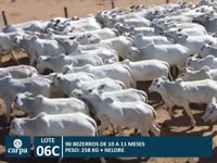 Lote 06C
