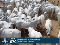 Lote 07C