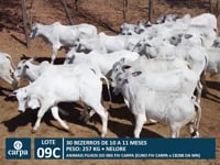 Lote 09C