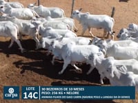 Lote 14C