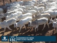 Lote 15C