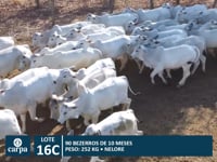 Lote 16C
