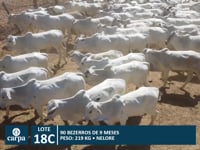 Lote 18C