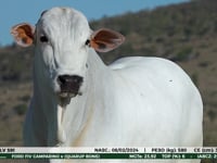 Lote 300