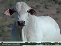Lote 04