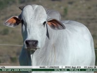 Lote 19