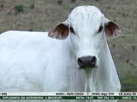 Lote 31