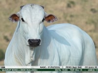 Lote 35