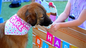 Pet Circle is Turning One! You're Invited to Our Birthday Bash!