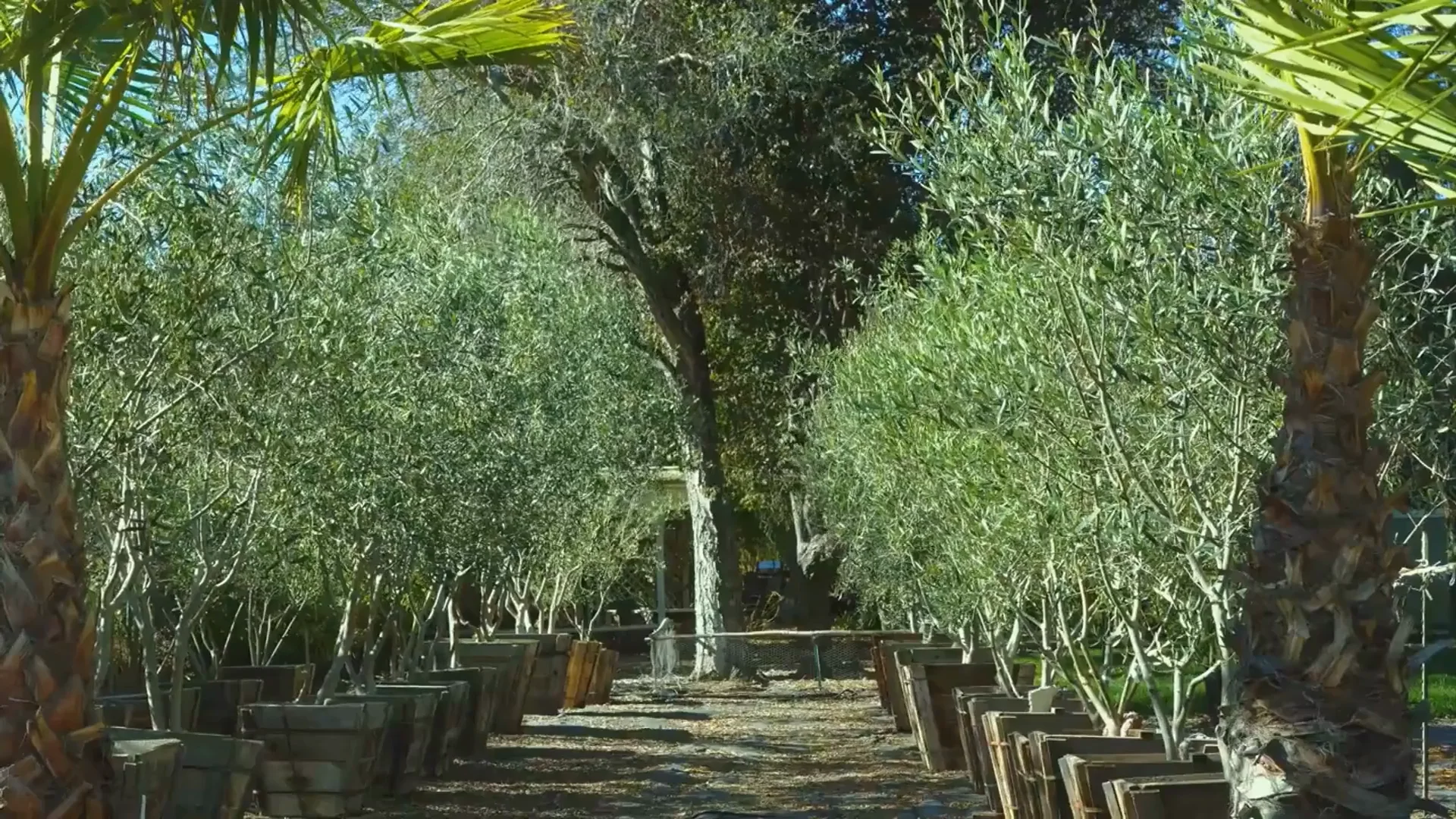Pygmi Date Palms | Sonoma, CA | Jungle Bamboo and Palms