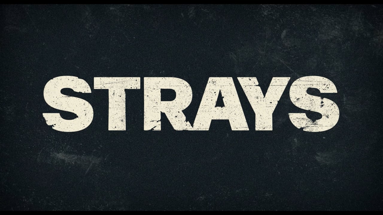 Video thumbnail for Strays