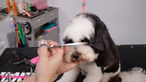 Related Embedded Video Item Thumbnail