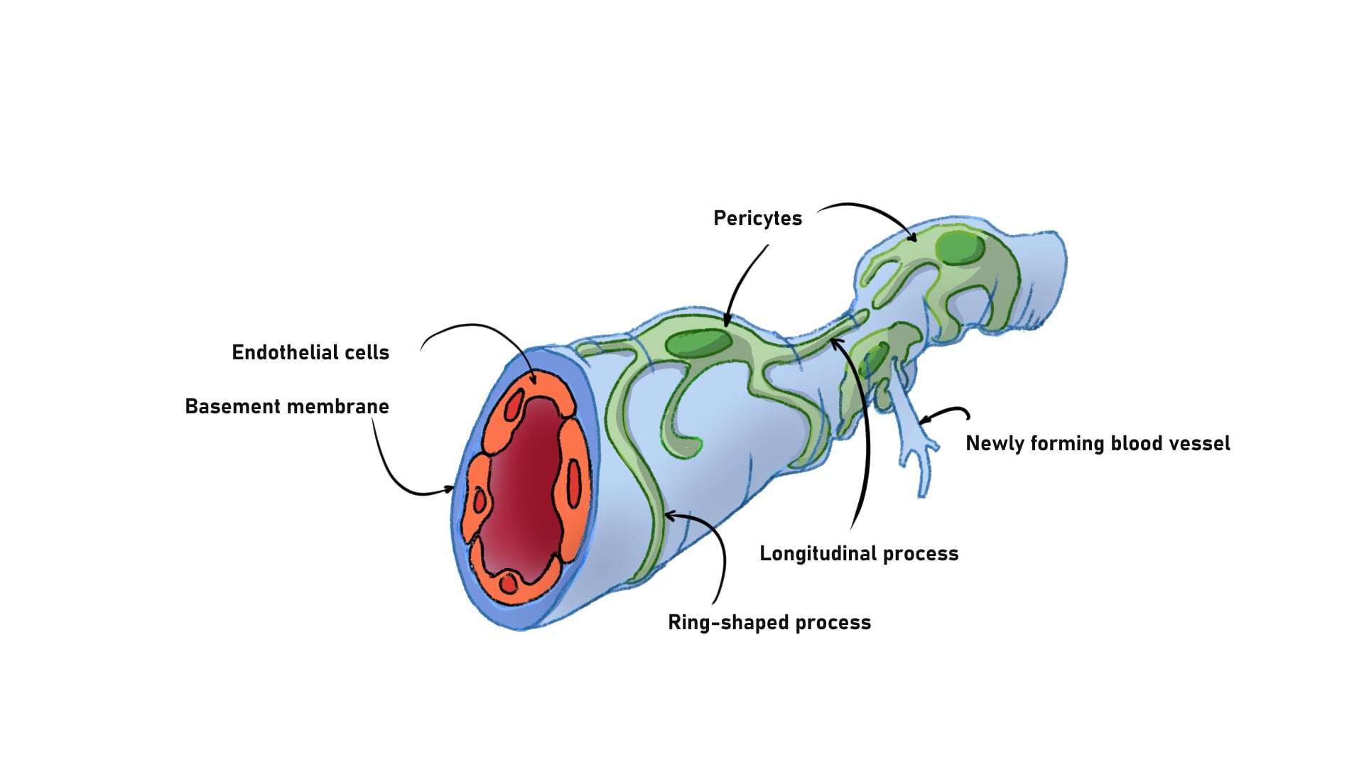 Blood Brain Barrier - Pericyte Clinical Aspects