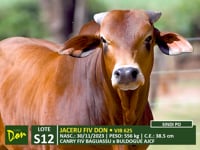 Lote S12