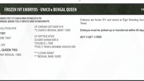Embryo Package: CF UNICO x CF BENGAL QUEEN
