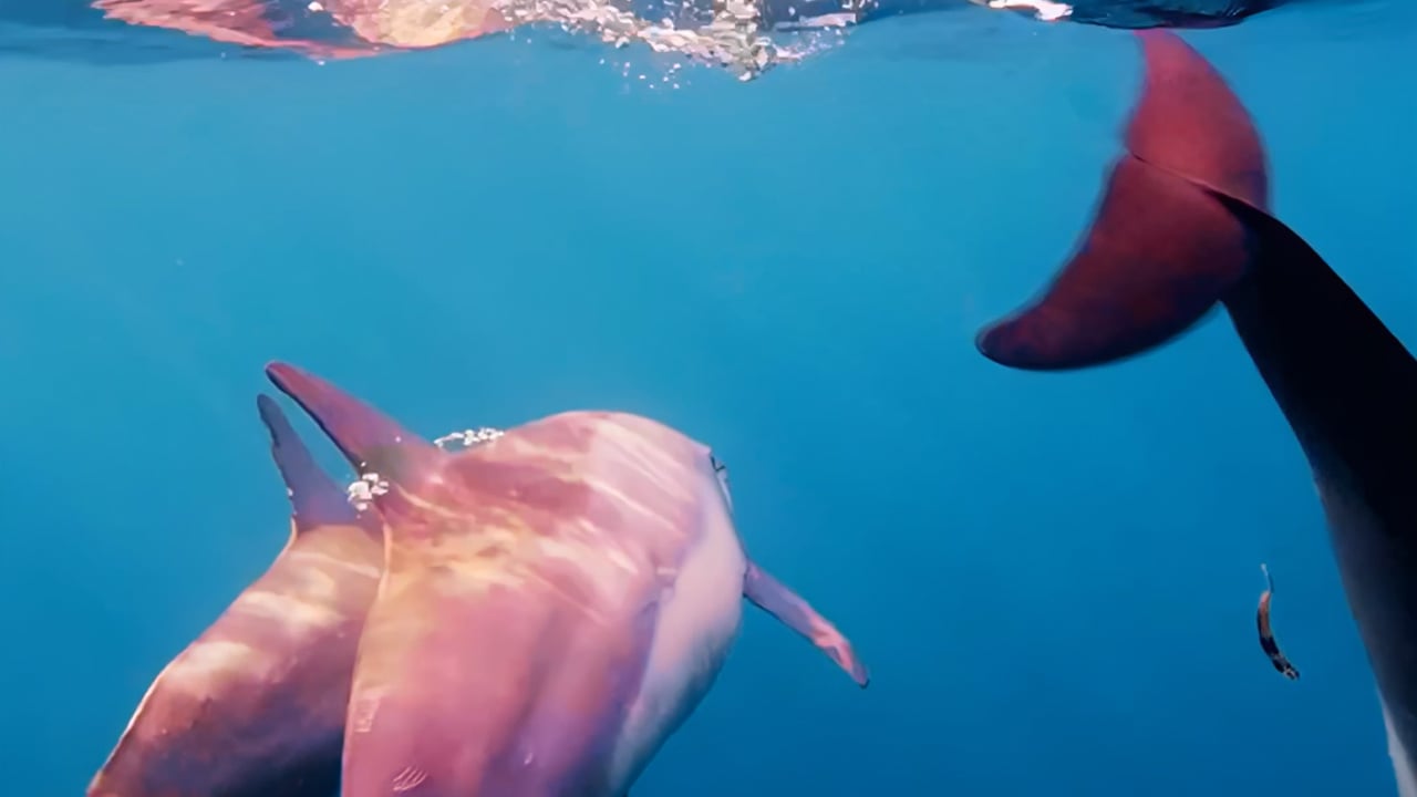 Lucky Dolphin Cruise