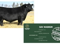 Lote Surpresa
