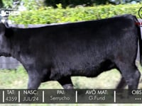 Lote 04