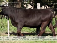 Lote 06