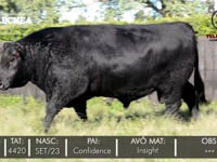 Lote 07