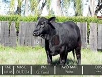 Lote 11