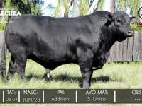 Lote 12