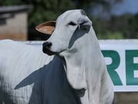 Lote 09