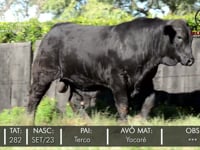 Lote 16