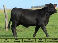 Lote 17