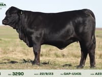 Lote 18