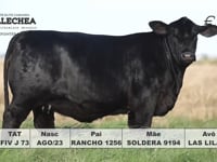 Lote 19