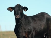 Lote 20