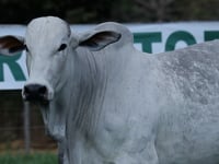 Lote 39