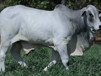 Lote 42