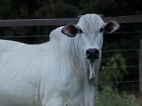Lote 43