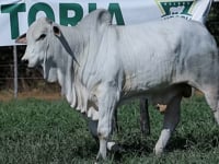 Lote 46
