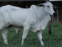 Lote 47
