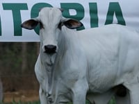 Lote 49