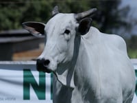 Lote 04