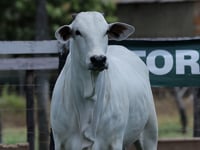 Lote 19