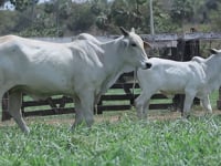 Lote 05