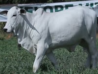 Lote 16