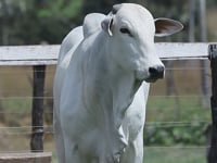 Lote 37
