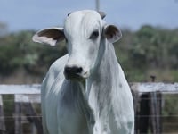 Lote 40