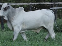 Lote 44